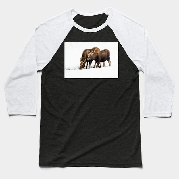 Foraging Moose Baseball T-Shirt by StacyWhite